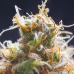 Medicinal Benefits of Cannabis