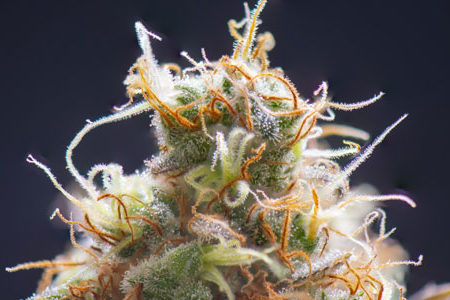 Medicinal Benefits of Cannabis